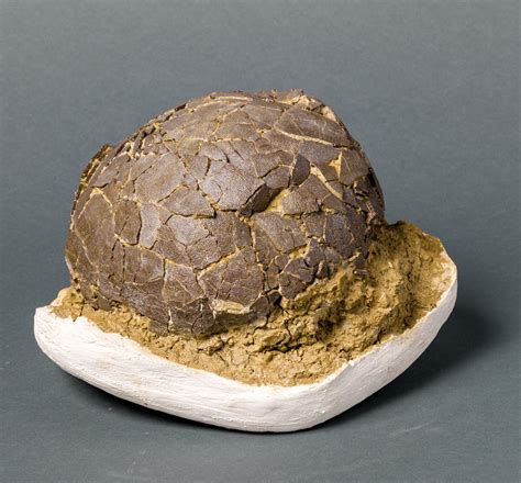 dinosaur egg fossil for sale.